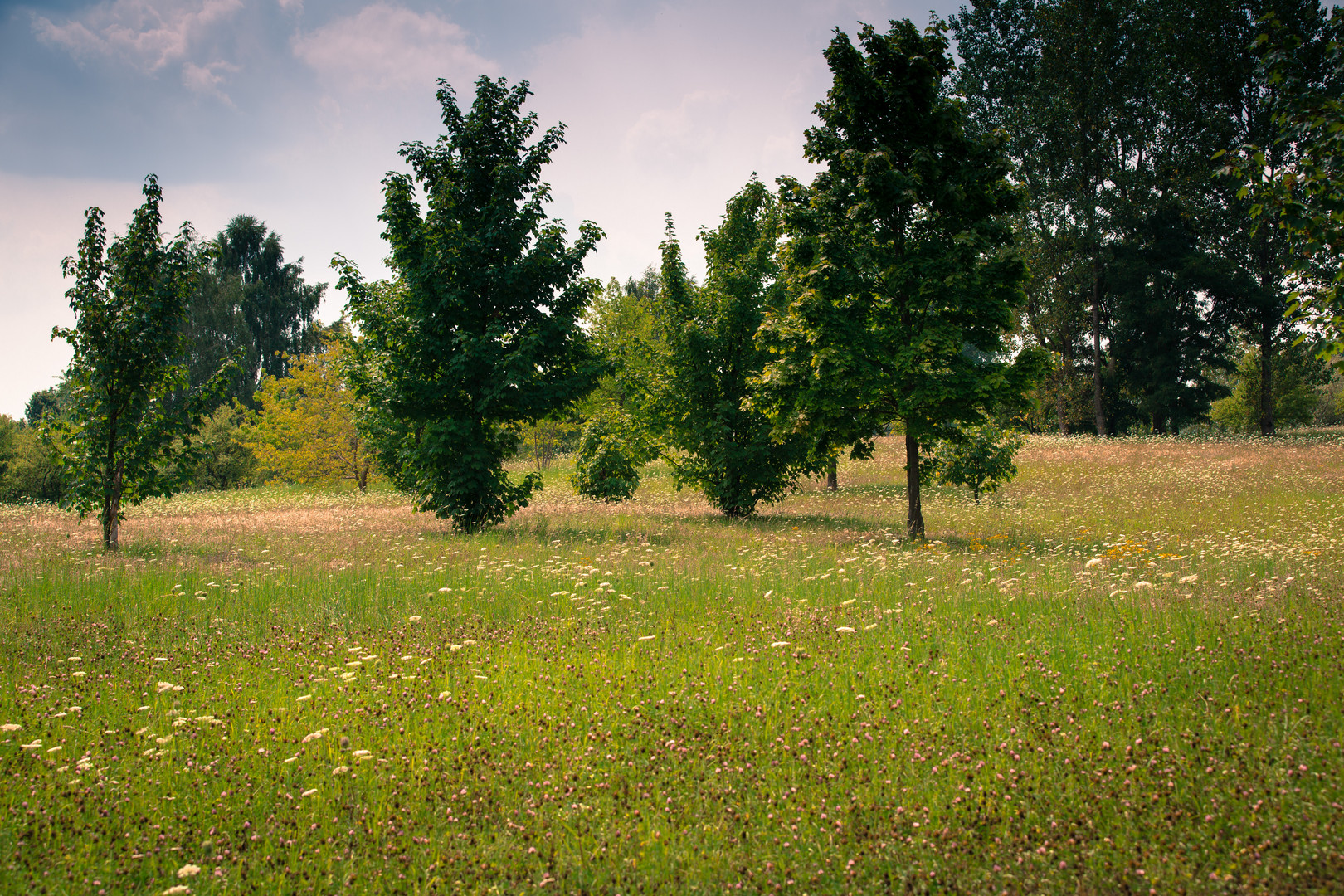 Sommerwiese