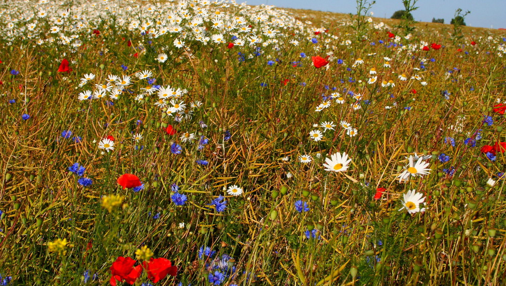 Sommerwiese