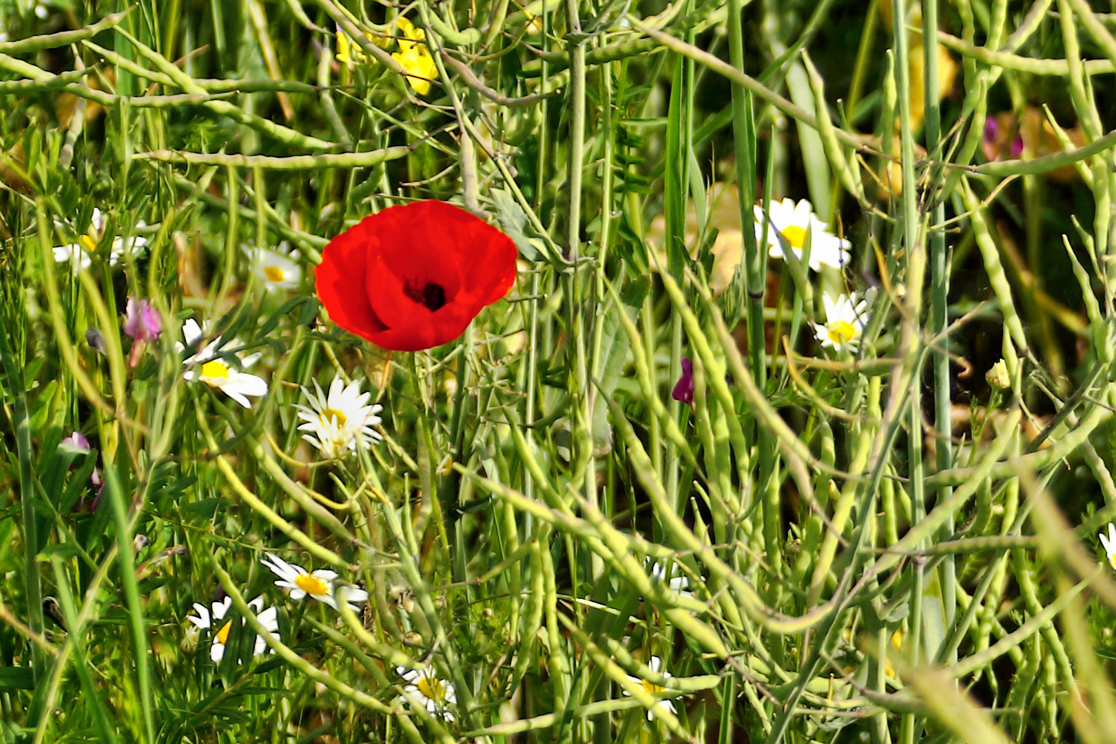 Sommerwiese