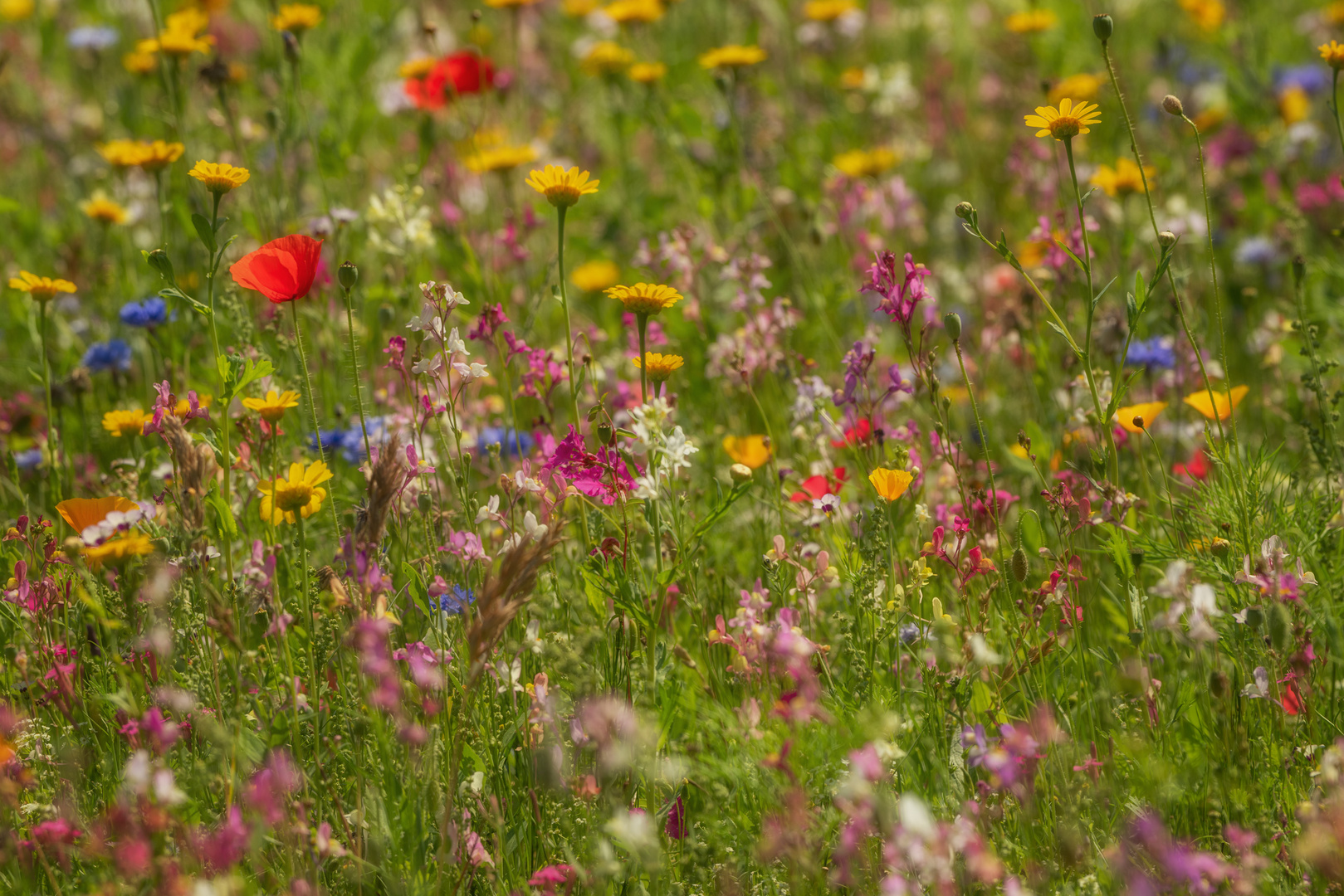 Sommerwiese