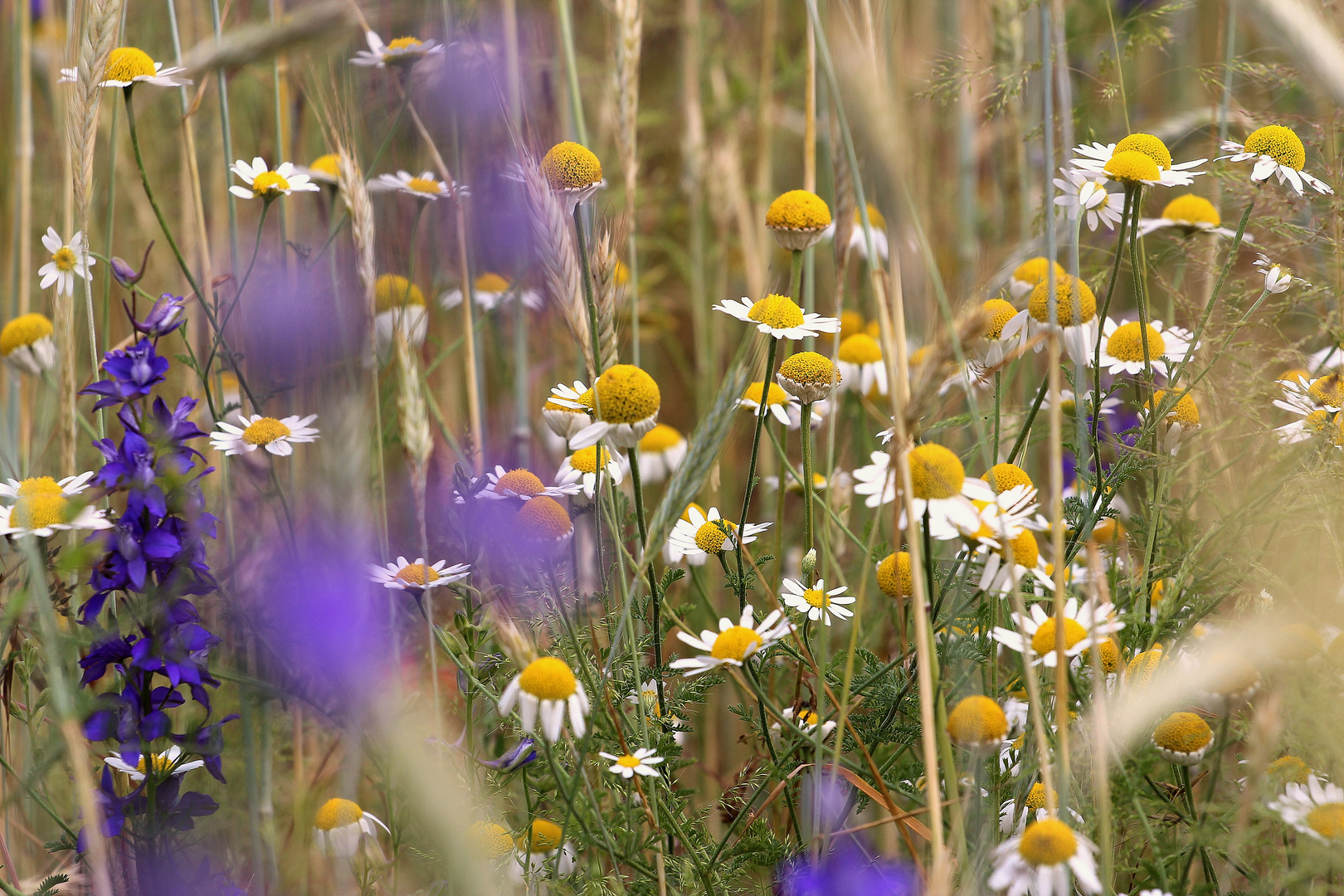 Sommerwiese