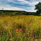 Sommerwiese