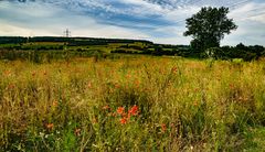 Sommerwiese