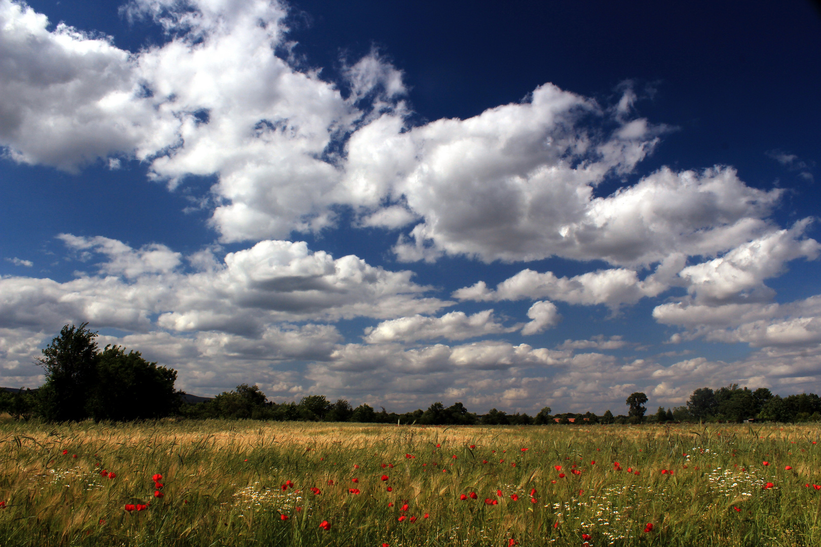 Sommerwiese