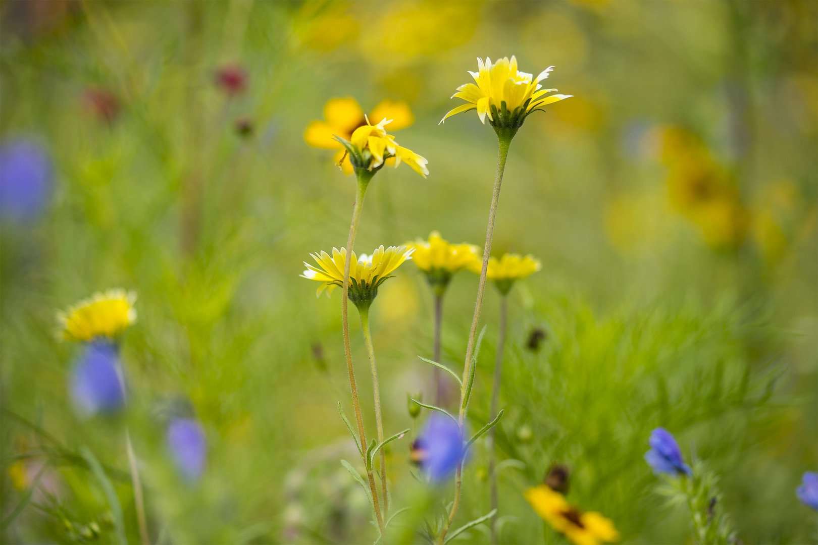 Sommerwiese