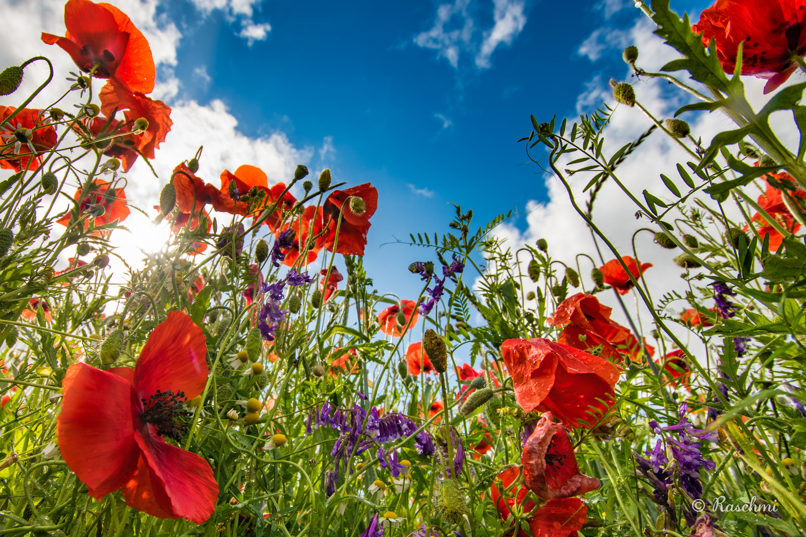 SOMMERWIESE