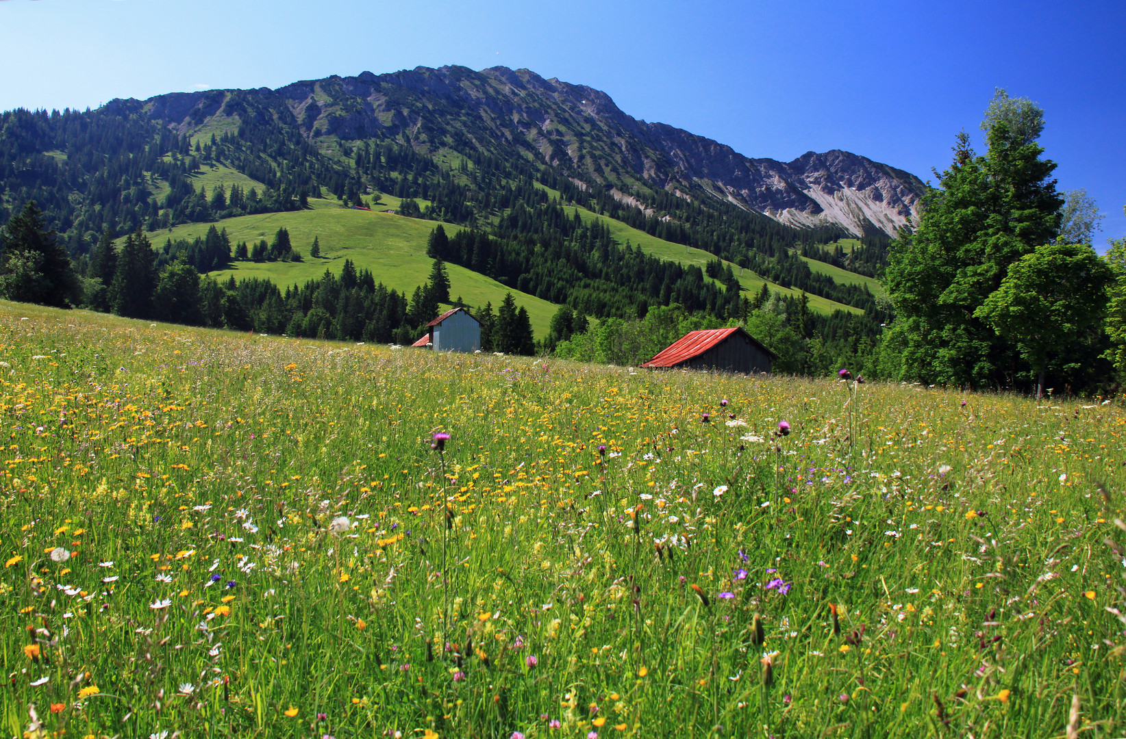 Sommerwiese