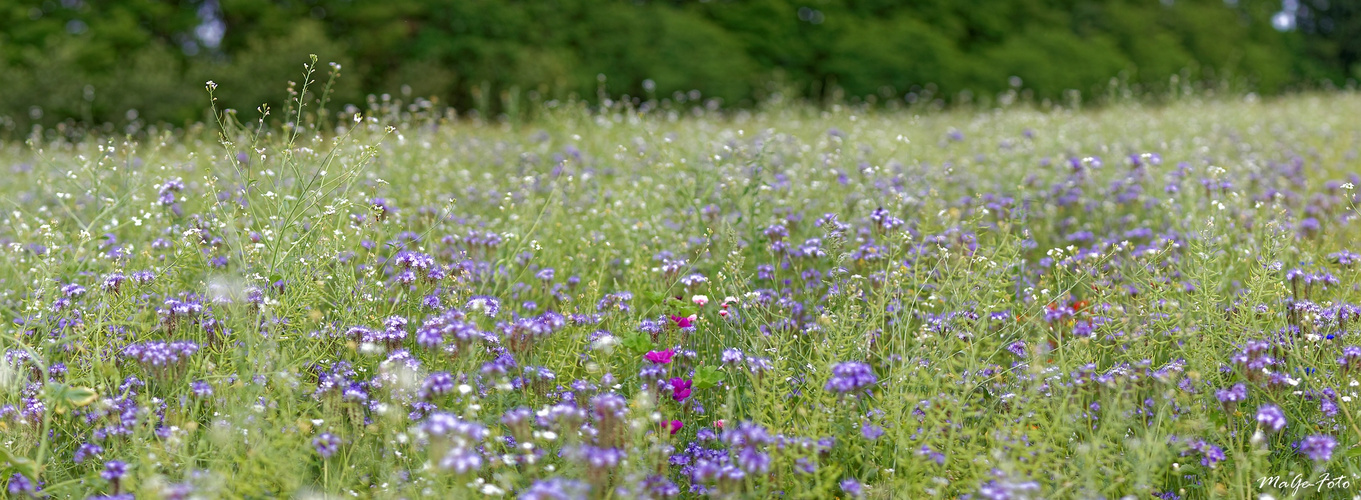 Sommerwiese