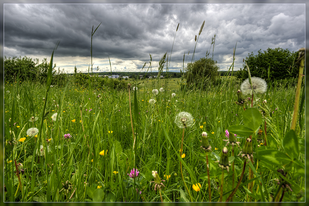 Sommerwiese