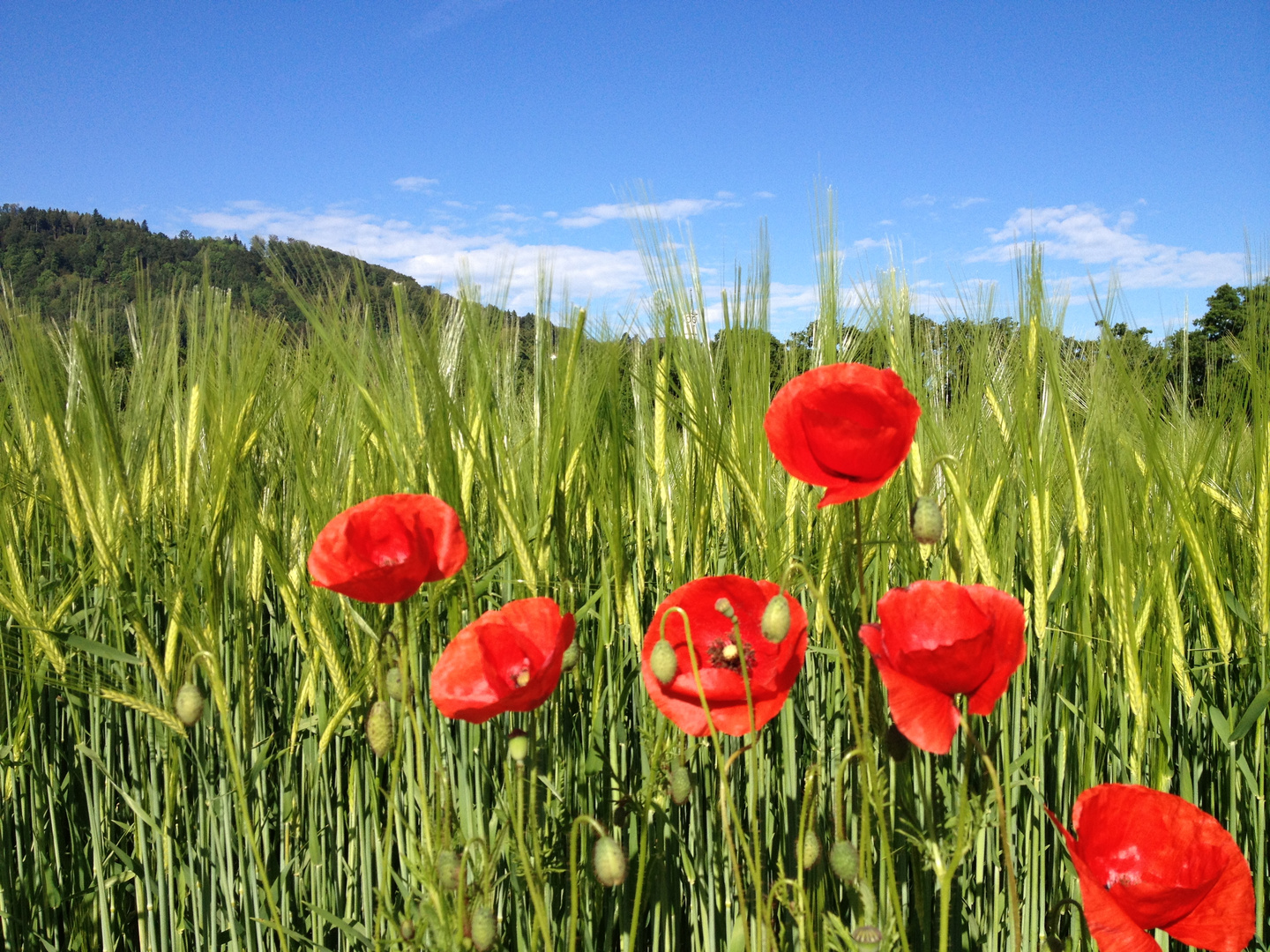 Sommerwiese