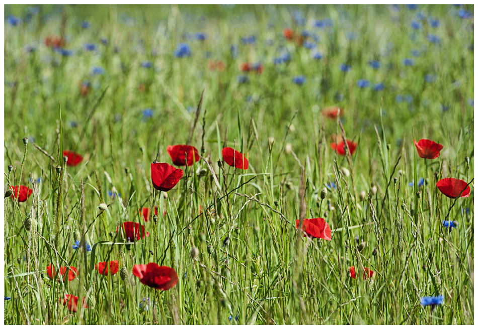 Sommerwiese