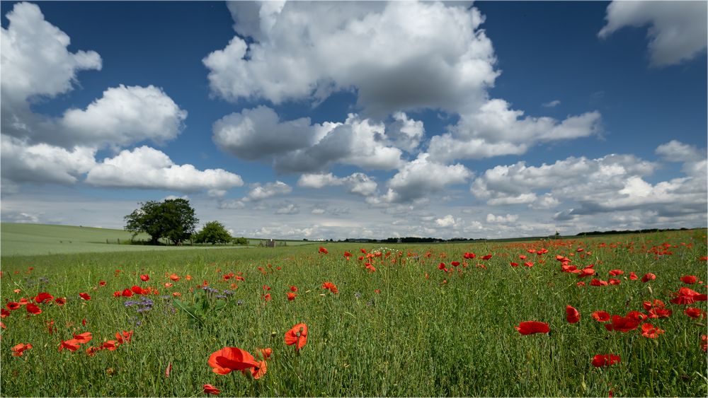 Sommerwiese