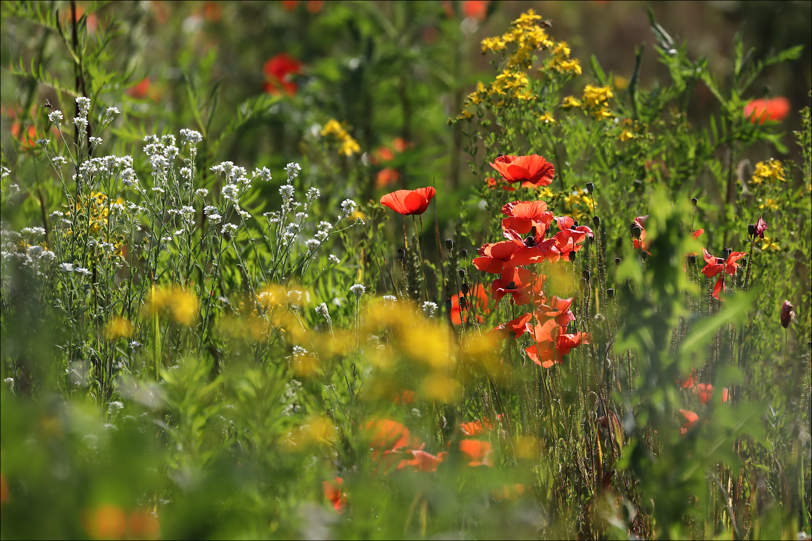 Sommerwiese