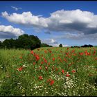 Sommerwiese