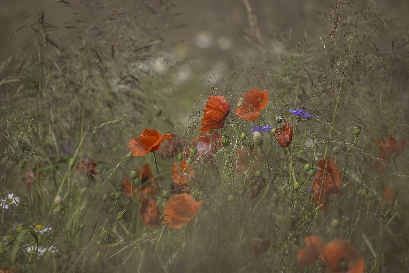 Sommerwiese