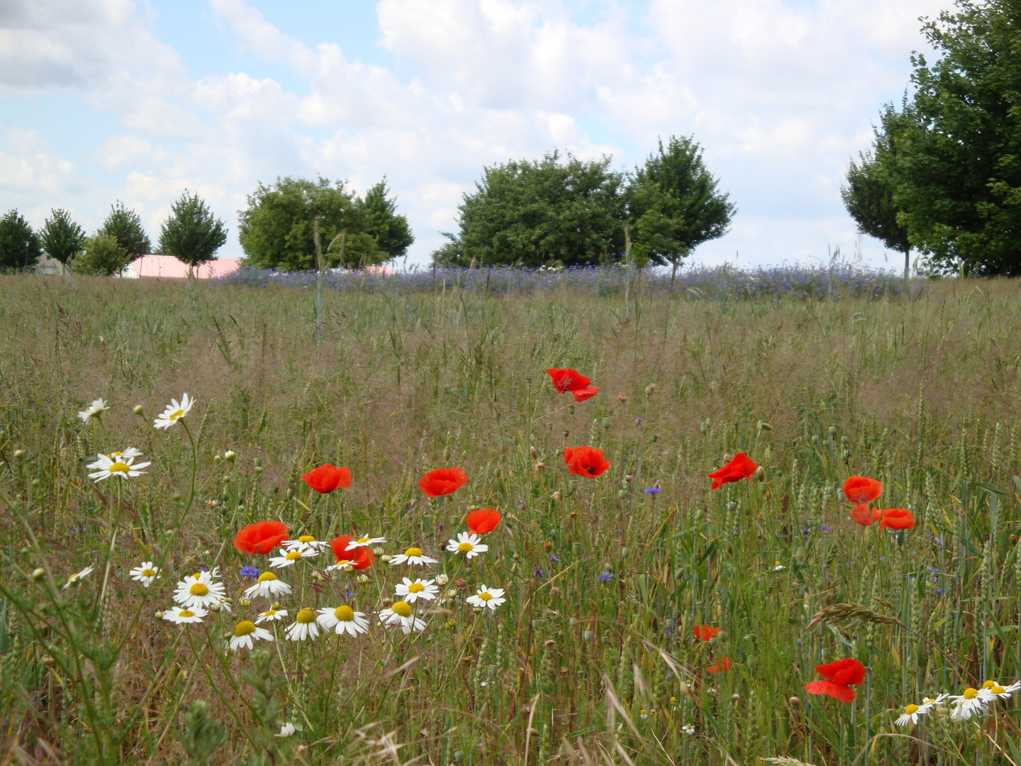 Sommerwiese