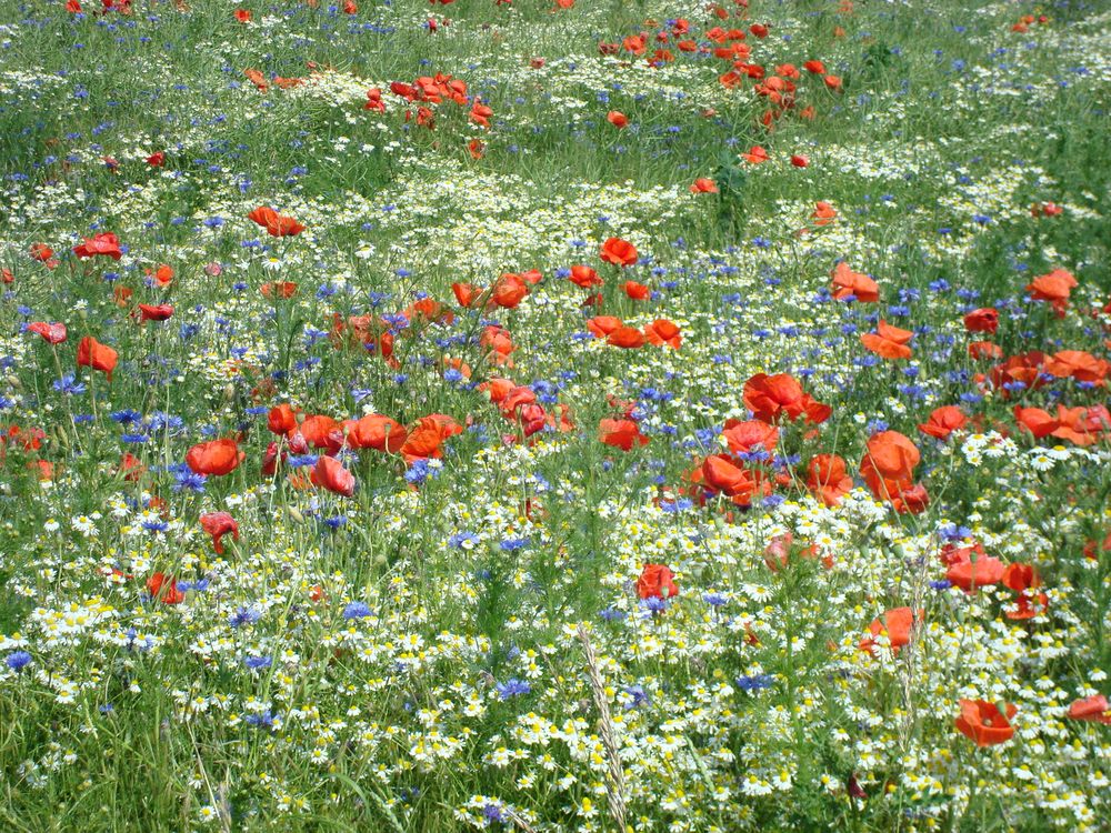 Sommerwiese von MaxHamburg 