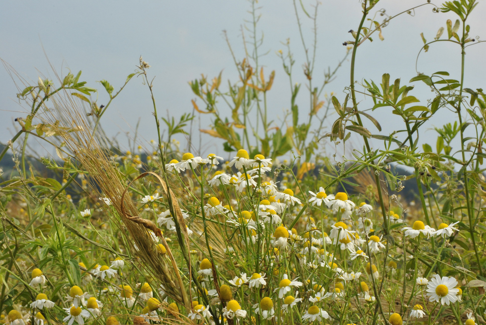 Sommerwiese