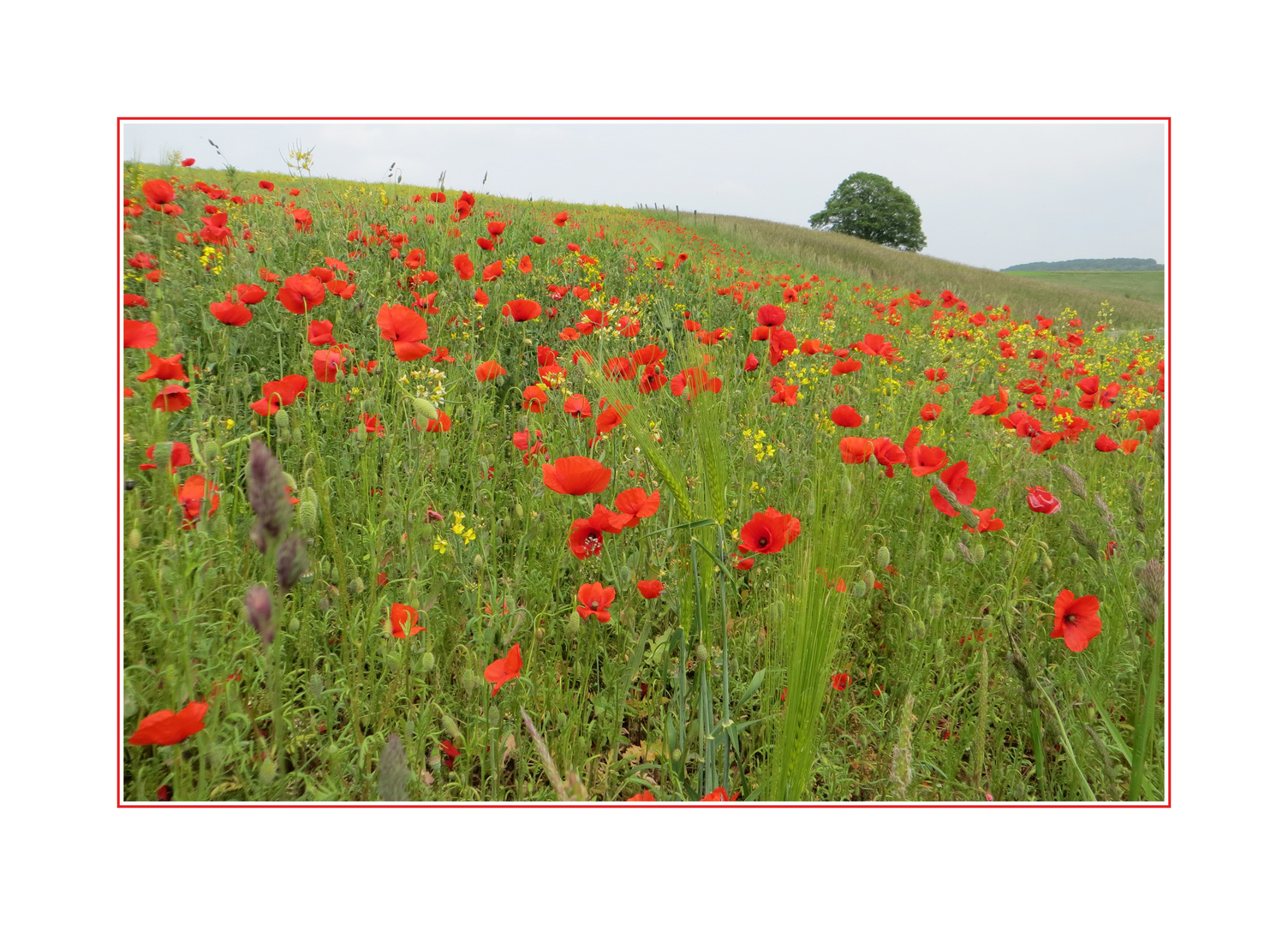 Sommerwiese