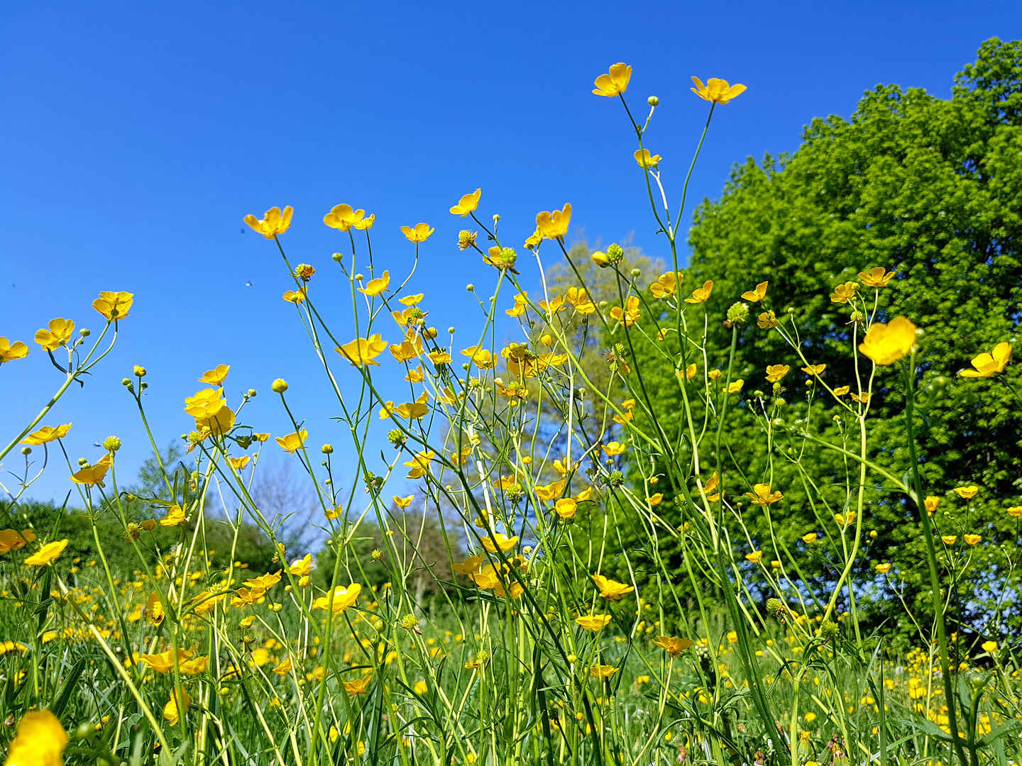 Sommerwiese I