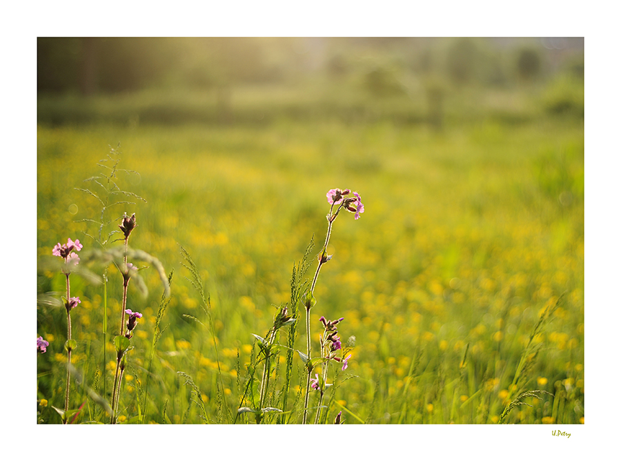 Sommerwiese (II)