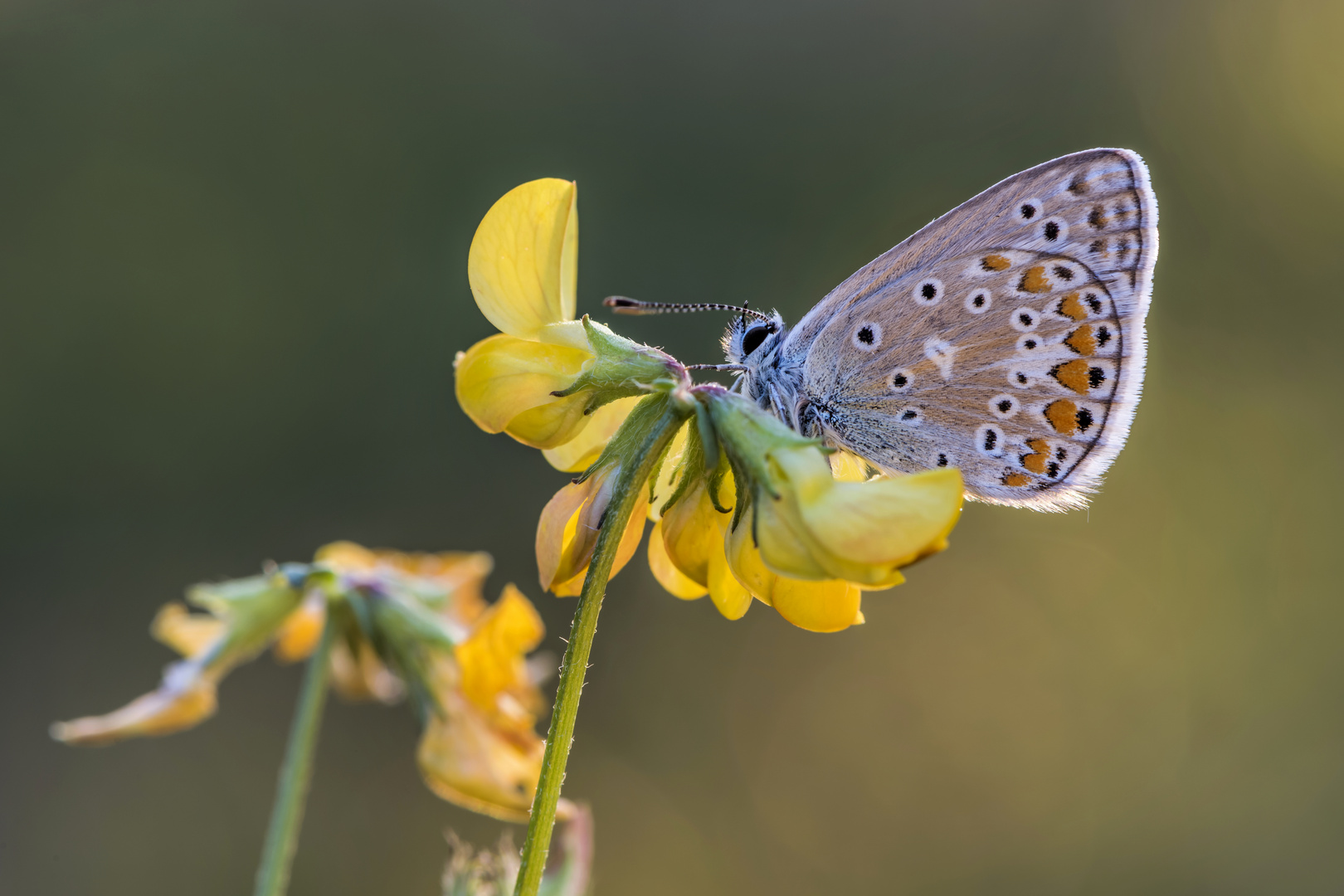 *Sommerwiese II*