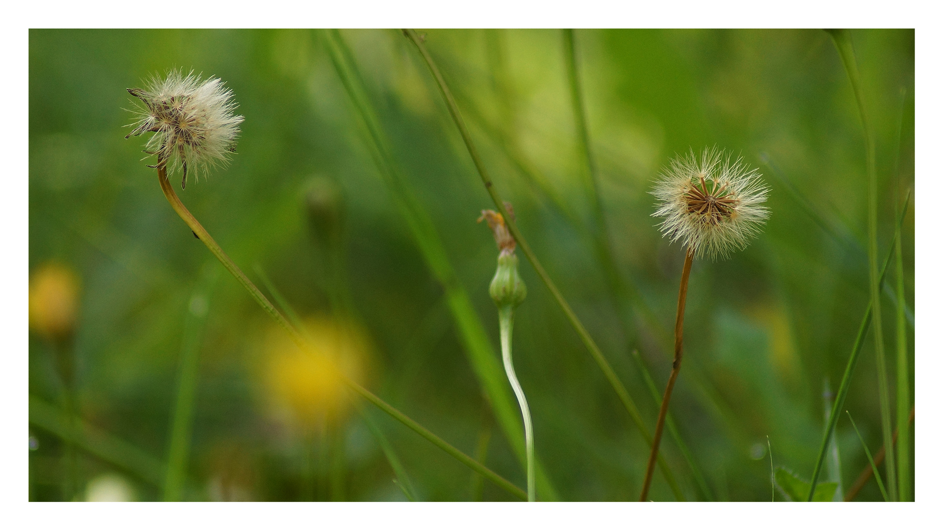 Sommerwiese II