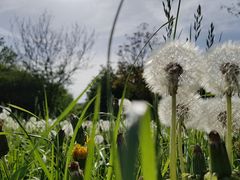 Sommerwiese II