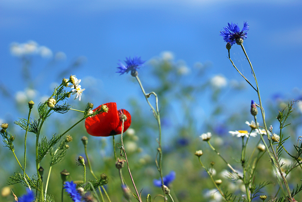 Sommerwiese II