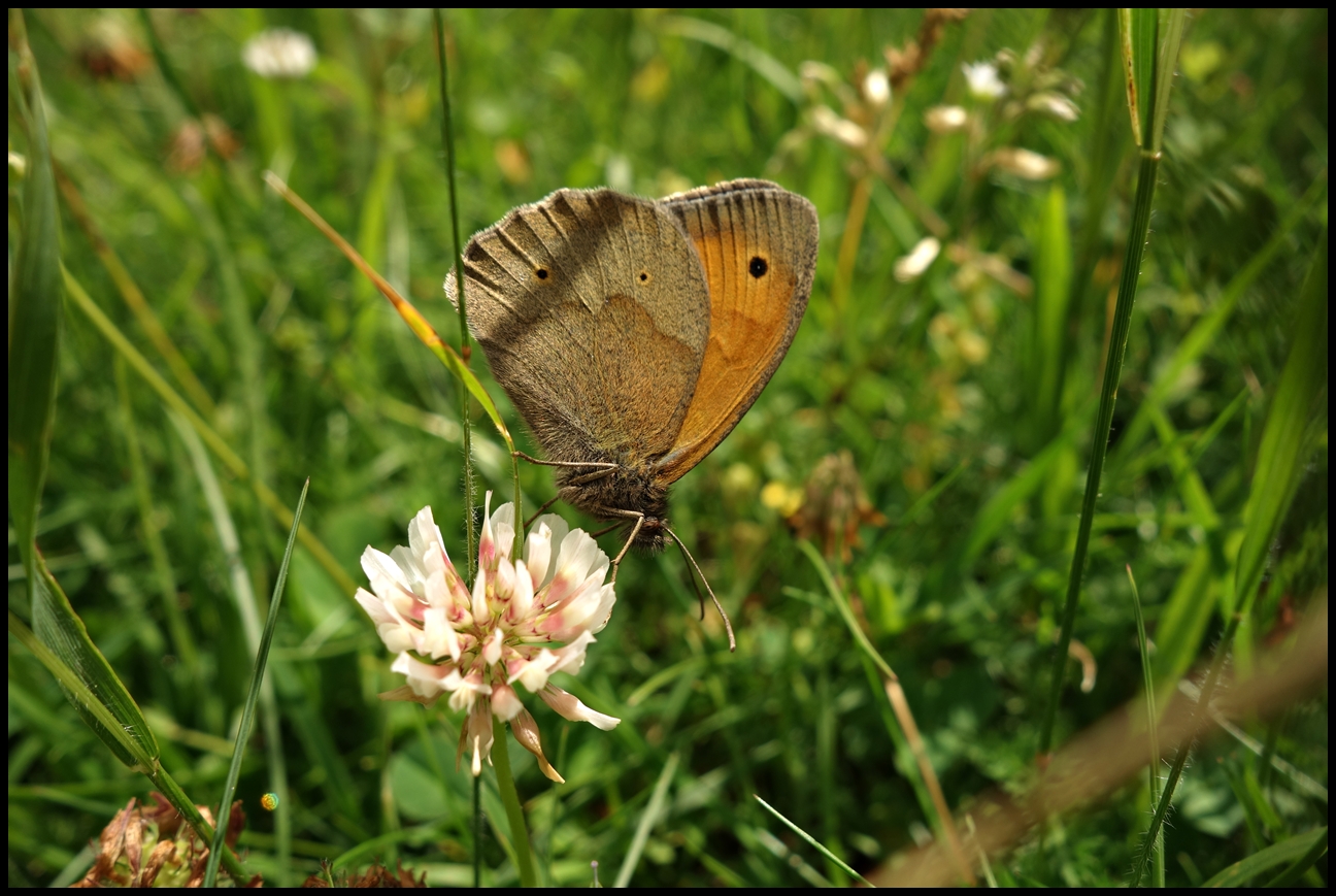 Sommerwiese II