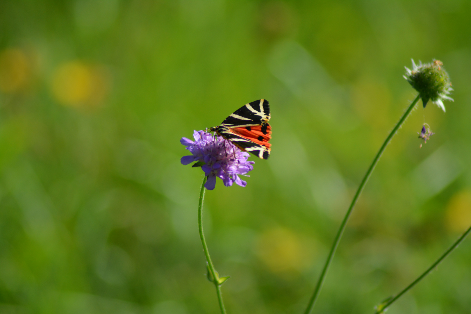 Sommerwiese II