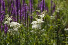 Sommerwiese (II) - Mädesüß vor Blutweiderich