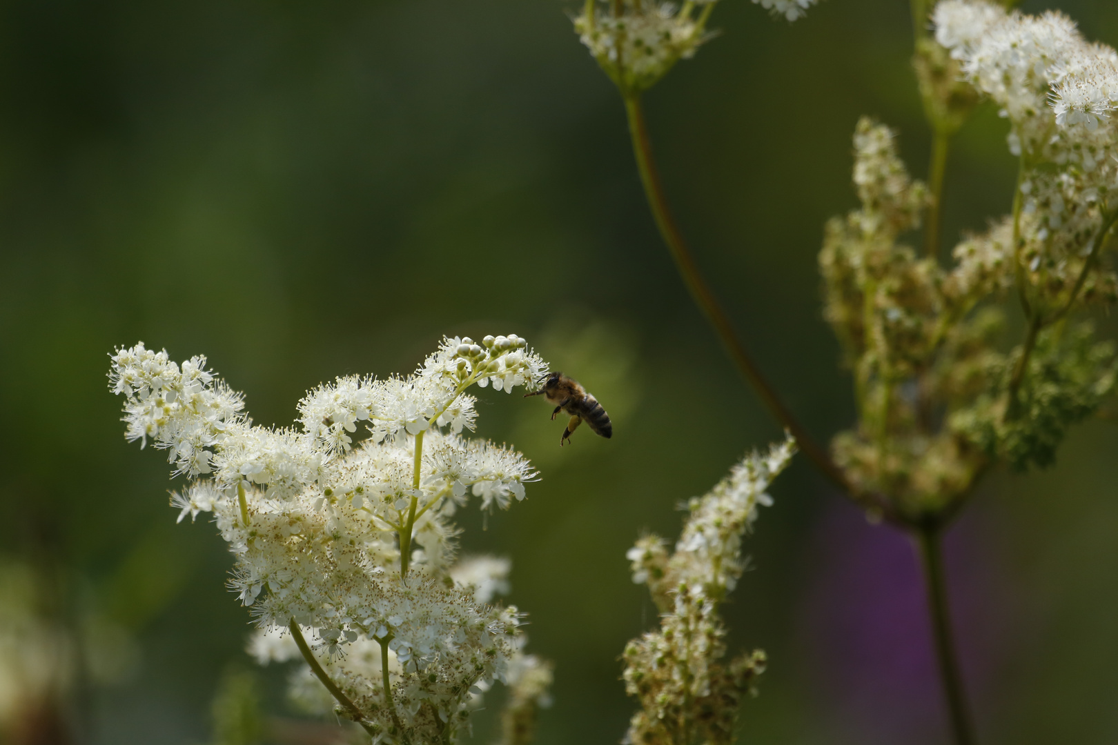 Sommerwiese (III) - Mädesüß und Biene