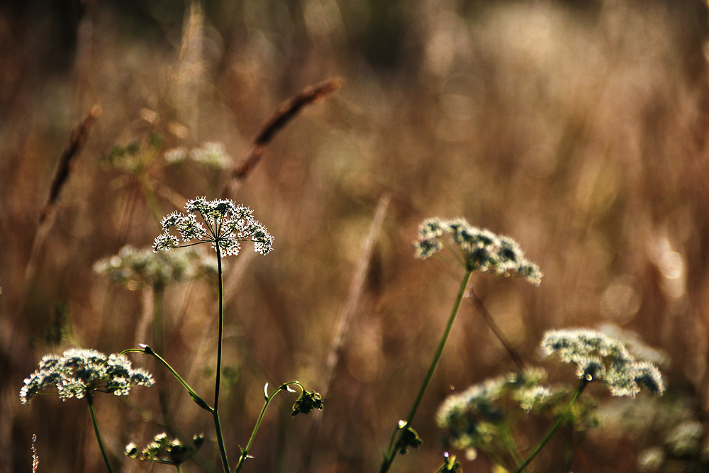 Sommerwiese im abendlichen Gegenlicht