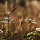 Sommerwiese im abendlichen Gegenlicht