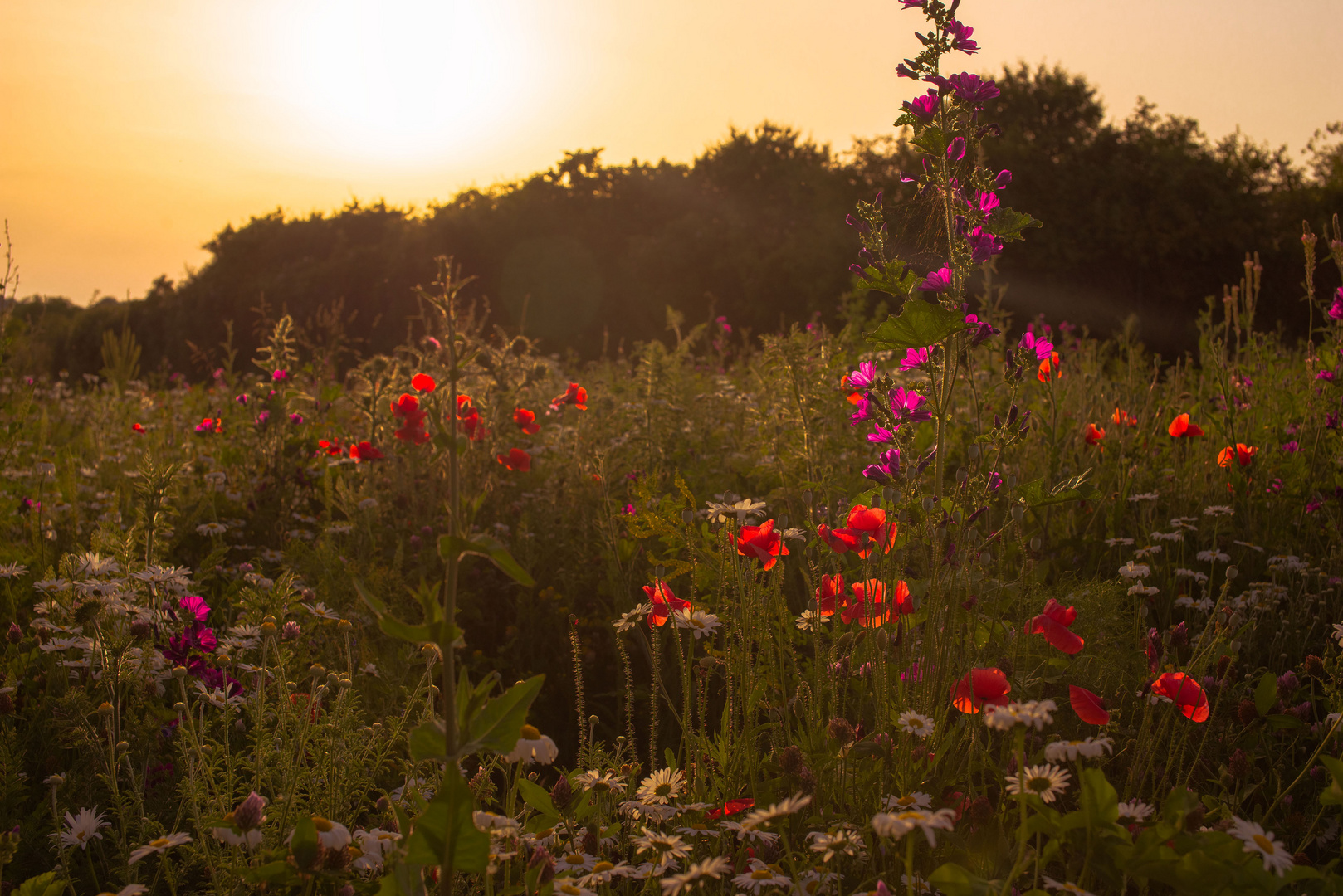 Sommerwiese im Abendlicht