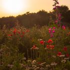 Sommerwiese im Abendlicht