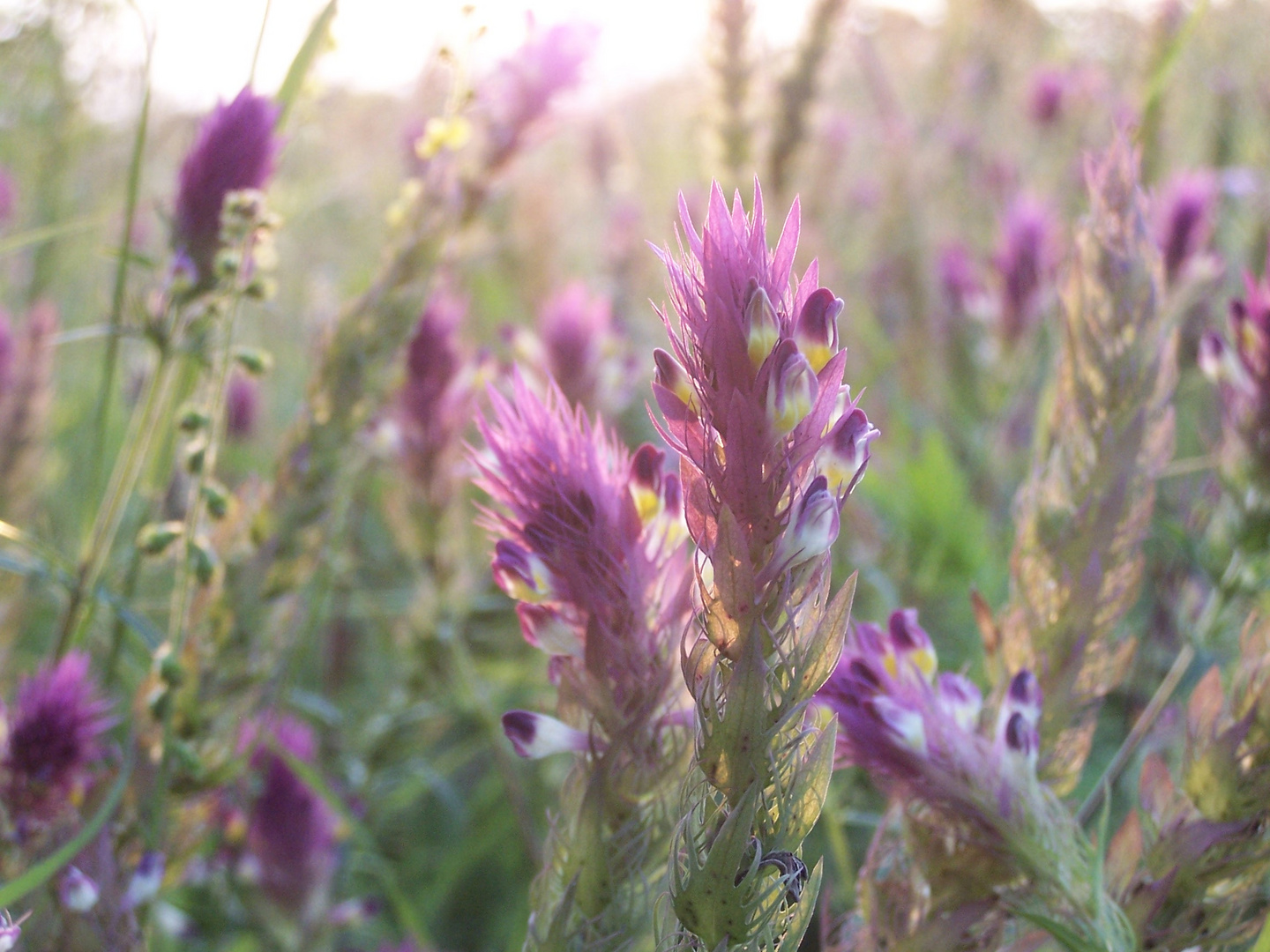 Sommerwiese im Abendlicht