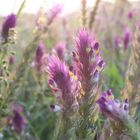 Sommerwiese im Abendlicht