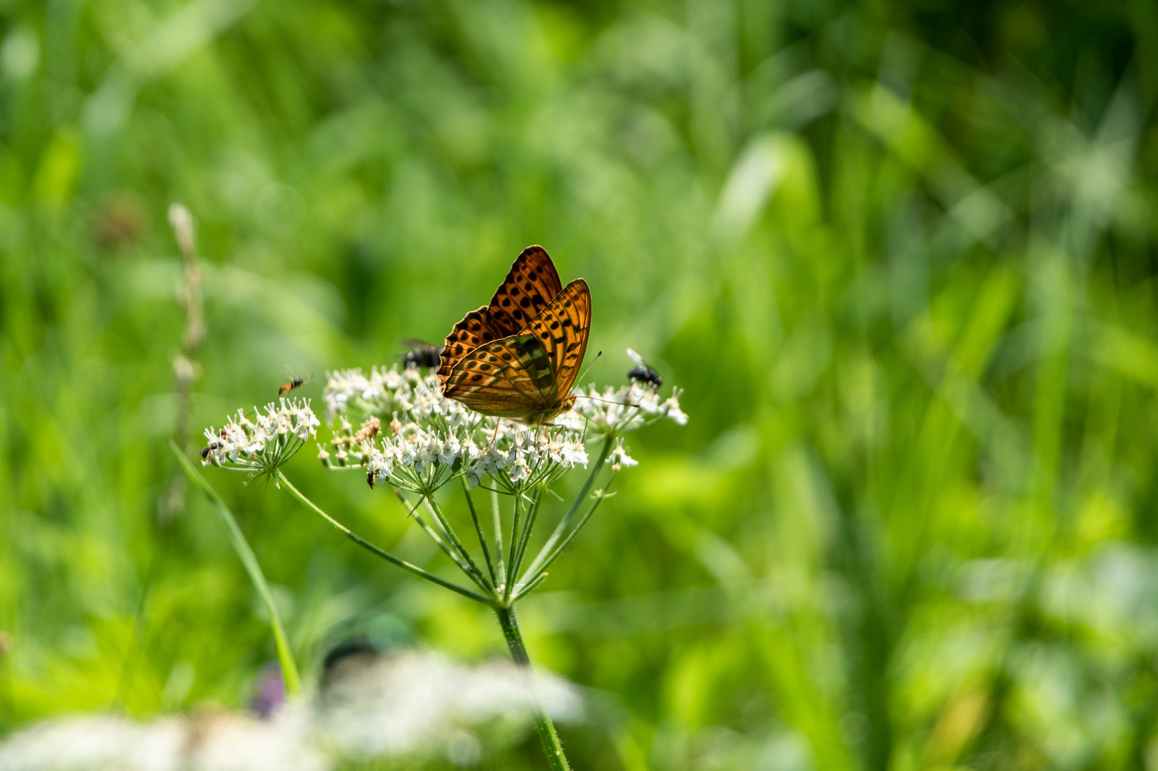 Sommerwiese im Dontal