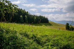 Sommerwiese im Ennstal