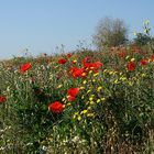 Sommerwiese im Herbst