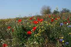 Sommerwiese im Herbst