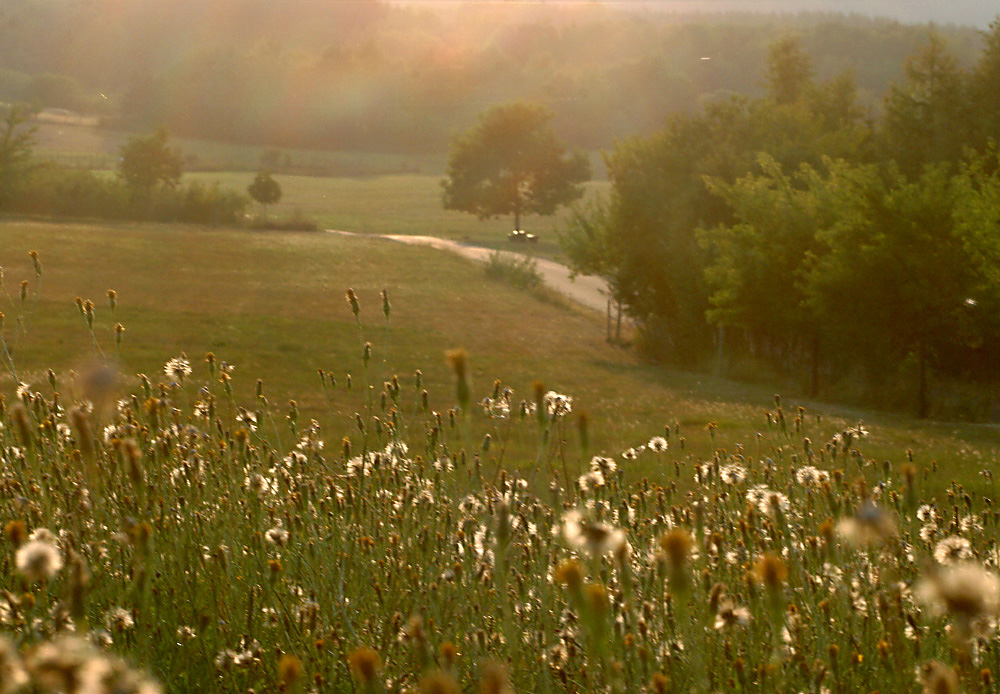 Sommerwiese im Hunsrück