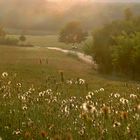 Sommerwiese im Hunsrück