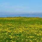 Sommerwiese im Norden