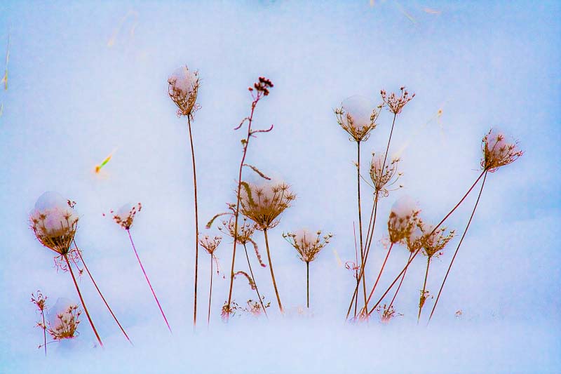 Sommerwiese im Schnee