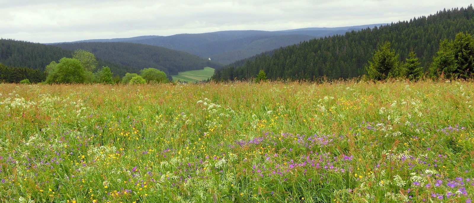 Sommerwiese im Schwarzwald