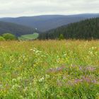 Sommerwiese im Schwarzwald