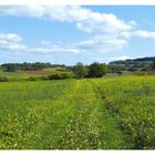 Sommerwiese im Vogelsberg